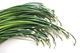 Picture of HERBS CHIVES GARLIC