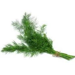 Picture of HERBS DILL