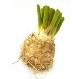 Picture of CELERIAC