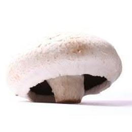 Picture of MUSHROOM FIELD 