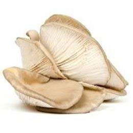 Picture of MUSHROOM KING OYSTER