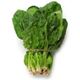 Picture of SPINACH ENGLISH