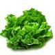 Picture of LETTUCE OAK GREEN