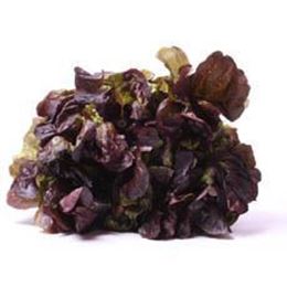 Picture of LETTUCE RED OAK