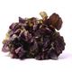 Picture of LETTUCE RED OAK