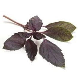Picture of HERBS BASIL THAI