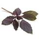 Picture of HERBS BASIL THAI