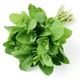 Picture of HERBS MINT REGULAR