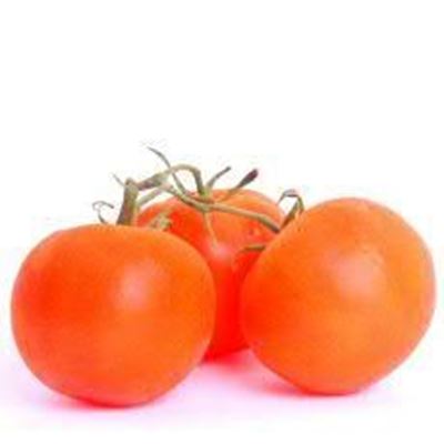 Picture of TOMATO VINE TRUSS