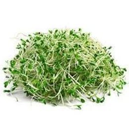 Picture of ALFALFA&ONION