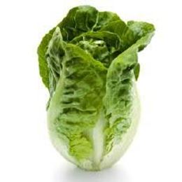 Picture of LETTUCE COS BABY