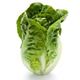 Picture of LETTUCE COS BABY