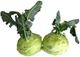 Picture of KOHLRABI PURPLE