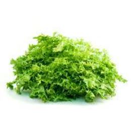 Picture of ENDIVE BUNCH