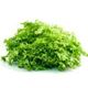 Picture of ENDIVE BABY